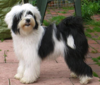 Tibetan Terriers